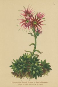 Funks Tavuk ve Civcivler (Sempervivum Funkii) by German School