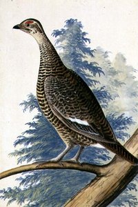 Game Bird, c.1740 (kağıt üzerine sulu boya) by German School