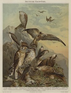 Alman yırtıcı kuşları (renkli litho) by German School