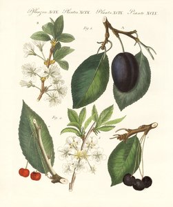 alman meyvesi by German School