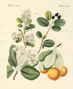 Alman ağaç türleri by German School
