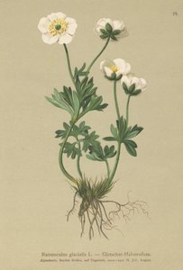Buzul Crowfoot by German School