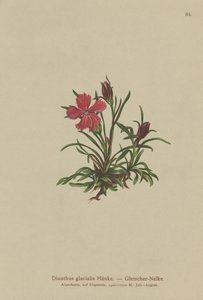 Buzul Pembesi (Dianthus glacialis) by German School