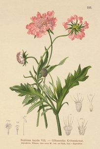 Parlak Uyuz (Scabiosa lucida) by German School