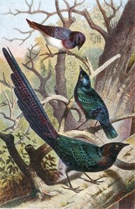 Parlak Starlings, "Brehms Tierleben: Allgemeine Kunde des Tierreichs", cilt 4, s. 392, Bibliographisches Institut tarafından yayınlandı by German School