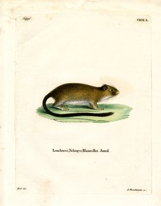 Golden Atlantic Tree Rat (renkli gravür) by German School