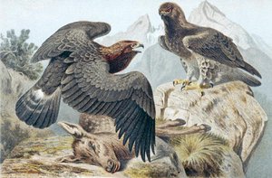 Altın Kartal, "Brehms Tierleben: Allgemeine Kunde des Tierreichs" cilt 6, s.266
