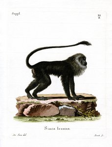 Altın Aslan Tamarin (renkli gravür) by German School