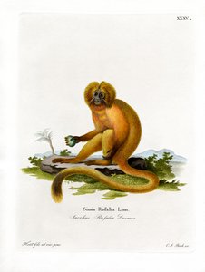 Altın Aslan Tamarin (renkli gravür) by German School