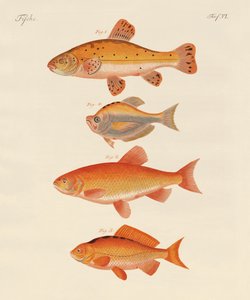 Japon balığı (renkli gravür) by German School