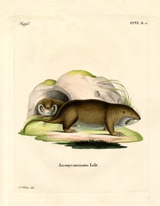 Gopher (renkli gravür) by German School