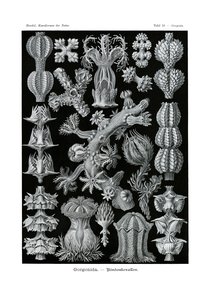 Gorgonida, 1899-1904 by German School