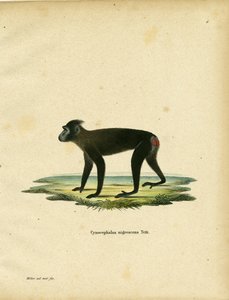 Gorontalo Makak (renkli gravür) by German School