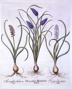 Hortus Eystettensis