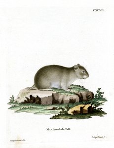 Gri Cüce Hamster (renkli gravür) by German School