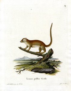 Gri Fare Lemur (renkli gravür) by German School