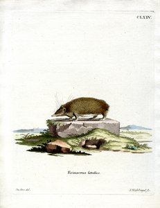 Büyük Kirpi Tenrec (renkli gravür) by German School