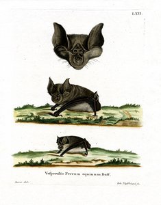 Greater Horseshoe Bat (renkli gravür) by German School