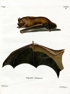 Greater Noctule Bat (renkli gravür) by German School