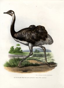 Büyük Rhea, 1864 by German School