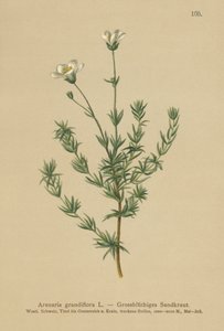 Büyük Sandwort (Arenaria grandiflora) by German School