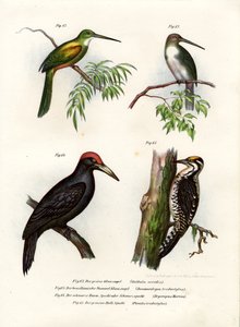 Yeşil kuyruklu Jacamar, 1864 by German School