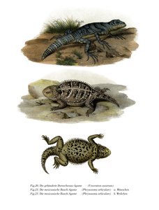 Yeşil Dikenli Kuyruklu İguana (renkli taş) by German School