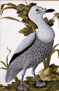Gri Kaz, c.1740 (kağıt üzerine sulu boya) by German School