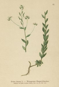 Gri Beyaz-çim (Draba incana,) by German School