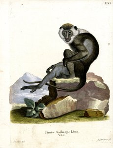 Grivet (renkli gravür) by German School