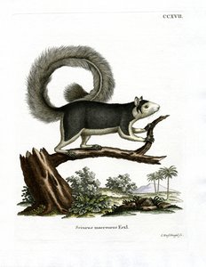Grizzled Dev Sincap (renkli gravür) by German School