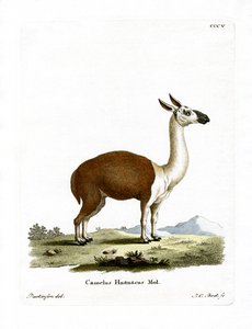 Guanaco (renkli gravür) by German School