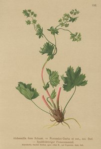 Tüysüz Ladys Manto (Alchemilla fissa, Alchemilla Pyrenaica) by German School