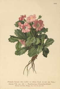 Tüylü Primrose (Primula hirsuta) by German School