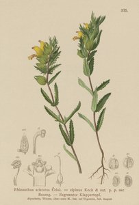 Tüylü Sarı Çıngırak (Rhinanthus aristatus, Rhinanthus alpinus) by German School