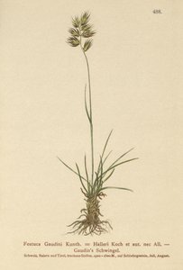 Haller Çayırı (Festuca Gaudini, Festuca Hallerie) by German School