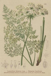 Hallers Sermountain (Laserpitium hirsutum, Laserpitium halleri, Laserpitium panax) by German School