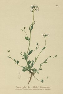 Hallers Wall-cress (Arabis Halleri) by German School