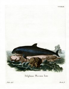 Harbour Porpoise (renkli gravür) by German School