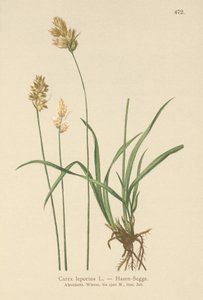 Tavşan Sazı (Carex leporina, Carex ovalis) by German School