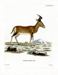 Hartebeest (renkli gravür) by German School