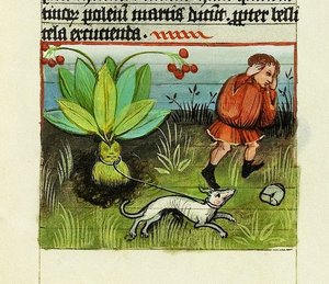 Mandrake Hasat, Şeylerin Doğası - Rabanus Maurus, c.1425 (Parşömen üzerine guaj) by German School
