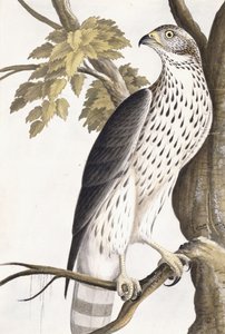 Şahin, 1750-1800 by German School