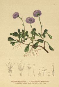 Kalp yapraklı Küre Papatya (Globularia cordifolia) by German School