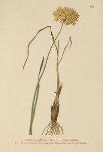Heath Sarımsak (Allium ericetorum, Allium ambiguum, Allium graminifolium) by German School