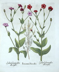 Heather ve Two Kinds of Lychnis, from Hortus Eystettensis, Basil Besler (1561-1629), pub. 1613 (el boyaması gravür) by German School