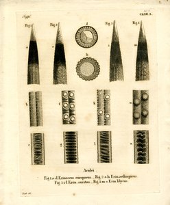Kirpi Dikenleri (renkli gravür) by German School