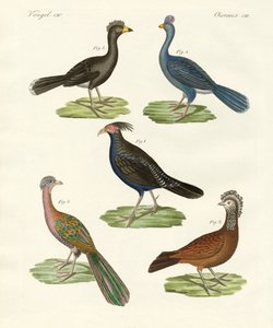 Sıcak ülkelerin tavuğa benzeyen kuşları (renkli gravür) by German School