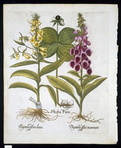 Herb Paris (Solanum quadrifolium), Ortak Foxglove (Digitalis Purpurea) Hortus Eystettensis
