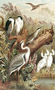Heron, "Brehms Tierleben: Allgemeine Kunde des Tierreichs", cilt 6, s.483, Bibliographisches Institut tarafından yayınlanan plaka by German School